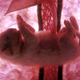 Illustration for article titled Rare In Utero Images Glimpse Animals Inside the Womb